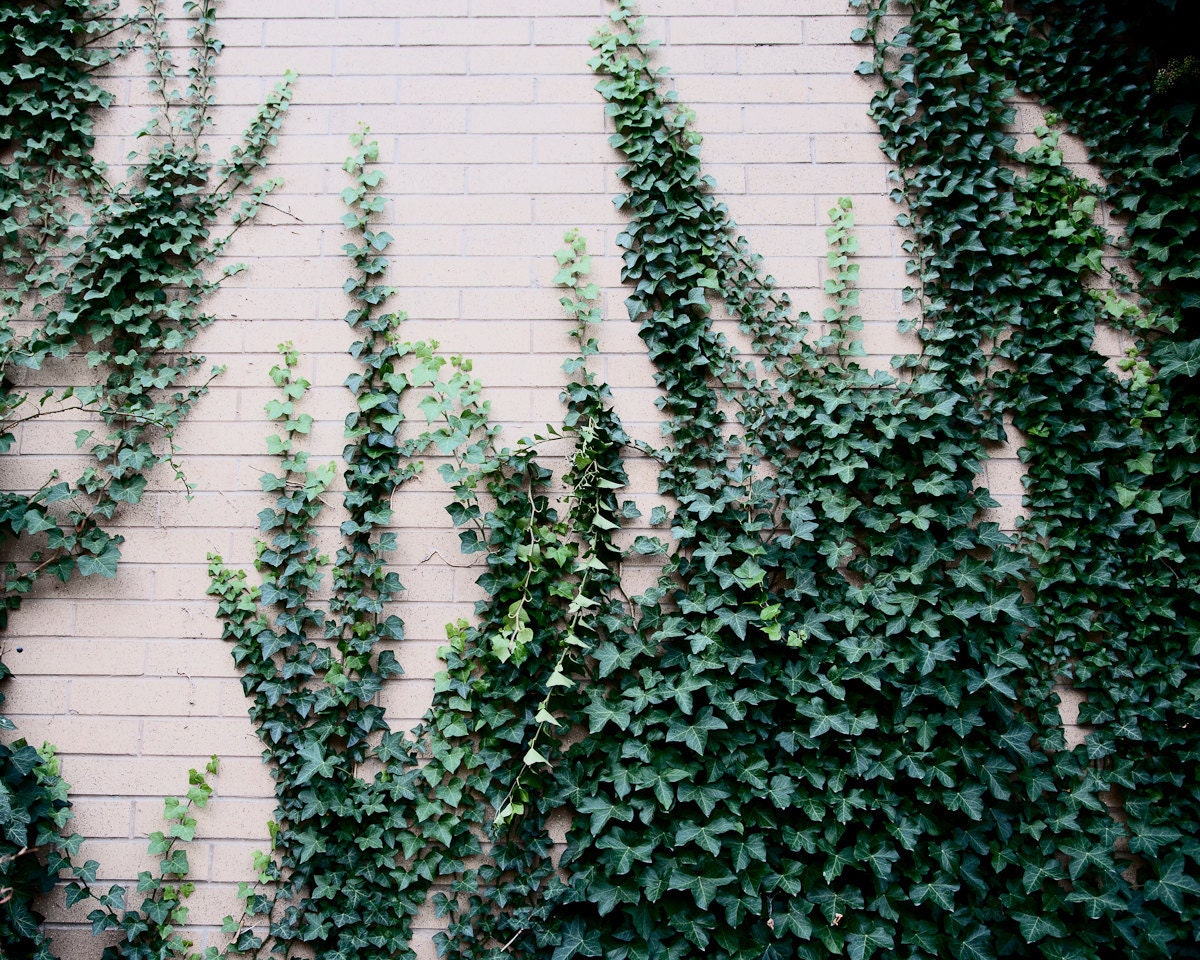 Ivy vines photo print - Nature art - Hunter green leaves - Wall decor - Secret garden - 8x10