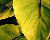 Nature photography, Banana Leaves, green, yellow, tropical, 8x10 fine art photograph