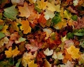 Nature photography gold yellow brown autumn Fall Decor - Fallen Leaves  8x10