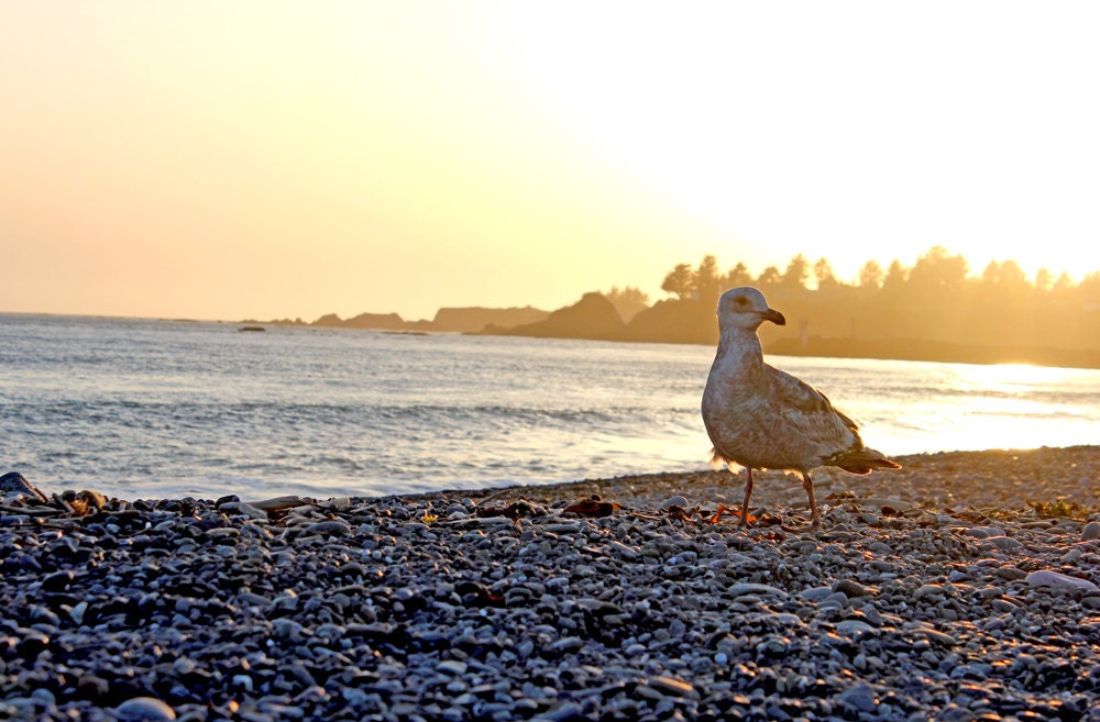 Beach photography, ocean, sunset, pacific, bird - Seagull Sunset 8x10 signed Fine Art Photograph