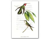 Mexican Amethyst Humming Birds, vintage illustration printed on parchment paper - DejaVuPrintStore