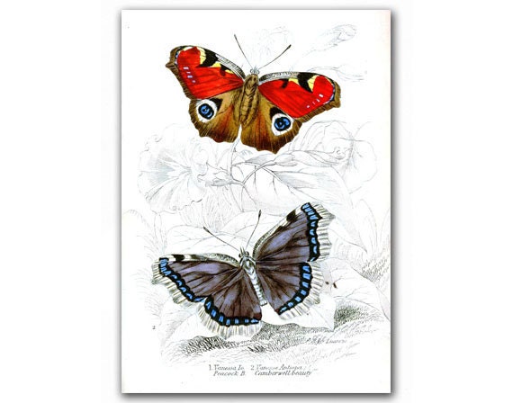 Amazing Butterflies, vintage illustration printed on Parchment paper. Buy 3 and get 1 FREE