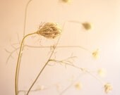 Flower photo, Nature Photo, Queen Ann's Lace, Golden Glow  - 8x10 fine art photograph