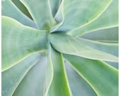 nature photography, agave 8x10 fine art photograph blue-green desert beauty home, wall, office decor