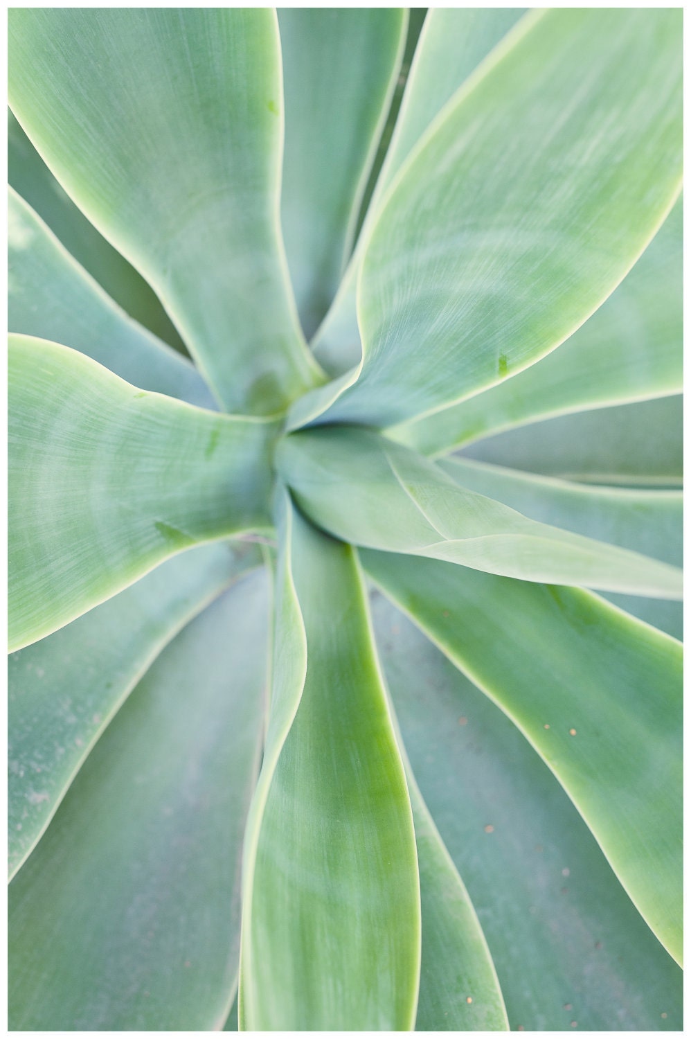 nature photography, agave 8x10 fine art photograph blue-green desert beauty home, wall, office decor
