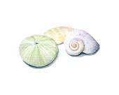 Seashells Watercolor Painting - Sea Shell Art, Sea Urchin, Beach, Ocean, Nautical, Mint Green, Nature Study, Pastel - Art Print - trowelandpaintbrush