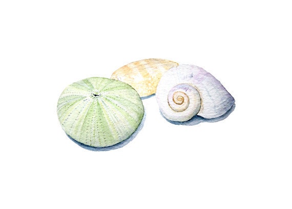 seashell watercolors