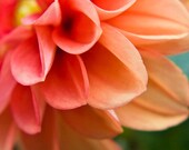 Orange Flower Photography Dahlia - 4x4 - Metallic Print - Original Fine Art - Summer - Red - Macro - Fresh Soft Pretty Peach