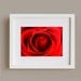 Red Rose Photography - Flower Love Romance - 5x7 Original Fine Art Print - Metallic Finish - Macro - Crimson - Vibrant - Bright - Valentine