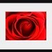 Red Rose Photography - Flower Love Romance - 5x7 Original Fine Art Print - Metallic Finish - Macro - Crimson - Vibrant - Bright - Valentine