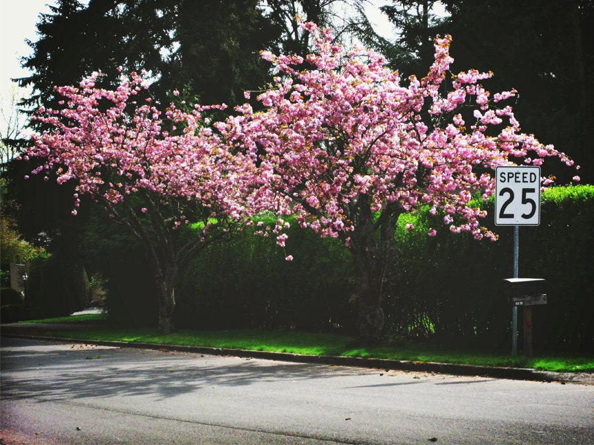 Cherry Road Photograph - FREE SHIP - 9x12 Fine Art Metallic Print - Pink and Green - Spring Tree Street Sign Original Signed