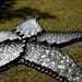 Stained Glass STARFISH Suncatcher - Clear "Bubbles", Highly Textured - USA Handmade Original