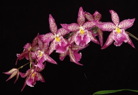 Beallara Patricia McCully orchid Near Blooming Size