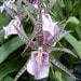 Miltassia Charles M Fitch orchid near blooming size, wonderful flowers