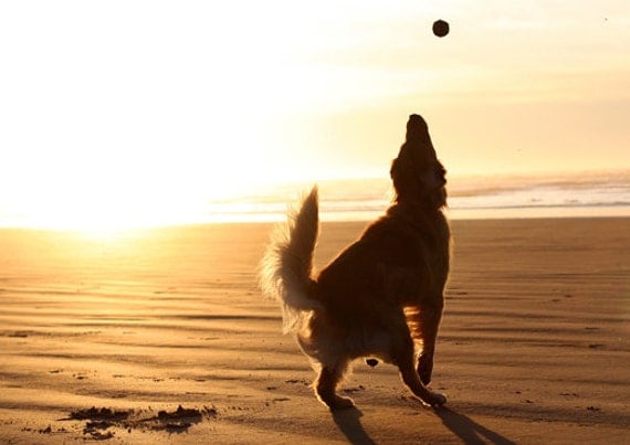 Sunset At The Beach, Golden Retriever Jumping Silhouette Photo, Blank Card