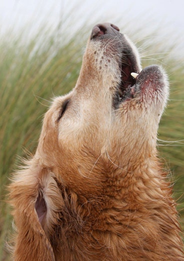 Howling Golden Retriever Sympathy Card