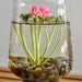RESERVED - Miniature Pink Lotus Water Lily Terrarium in Repurposed Glass Vase
