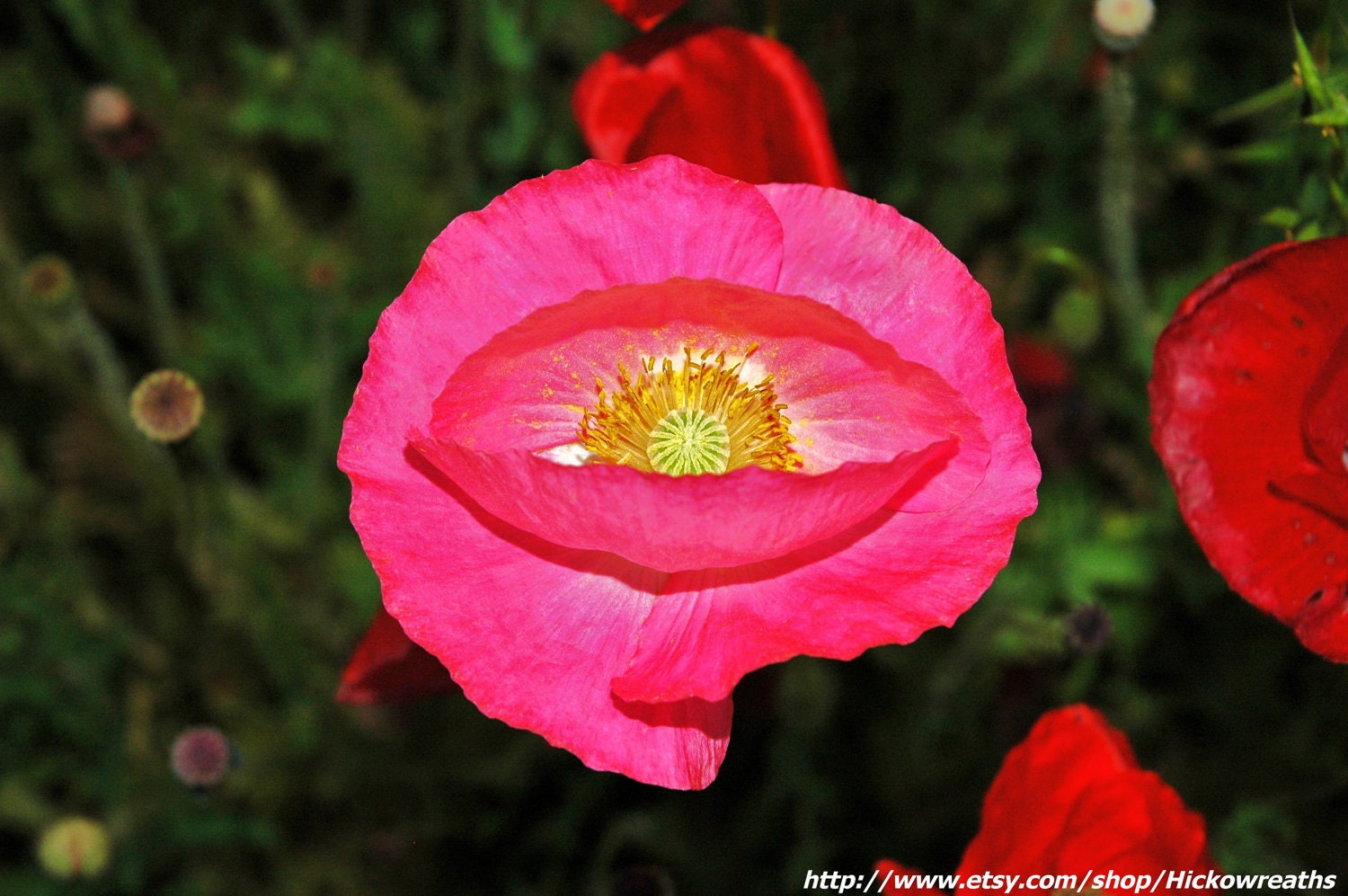 Eye of the Pink Poppy Fine Art Print 8" x 10"