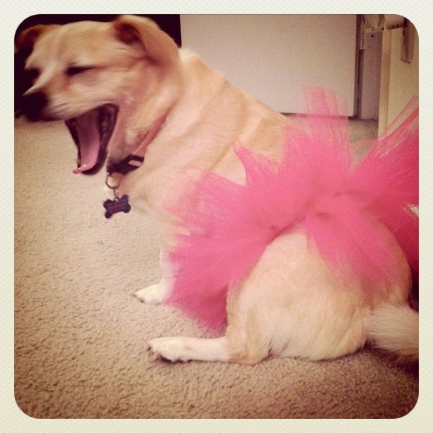 Pink Dog TuTu