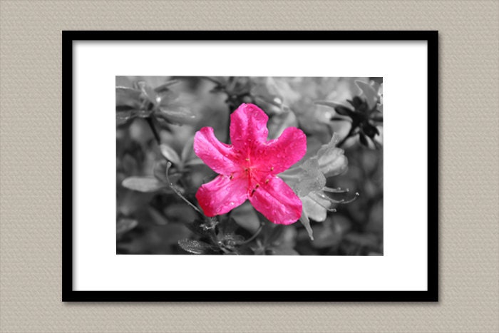 Single Azalea 4X6 Fine Art Photography Print - Hot Pink Black and White B&W Photograph Photo Image Girl's Room Wall Art Home Decor