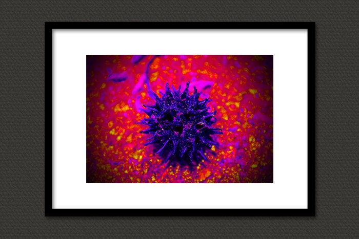 Hot Pink and Purple 11X14 Artistic Fine Art Photography Print - Photograph Photo Image Wall Art Fun Pink Purple Bright Colorful Wall Decor