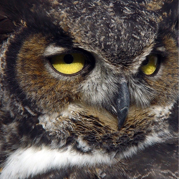 OWL: Horned Nature Photography Print