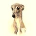 PET watercolor portrait 8x10 inch