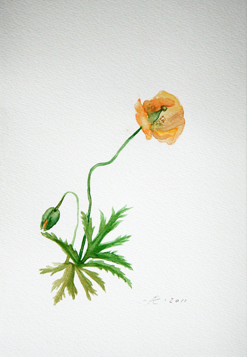 Flower Painting, Orange Poppy Flower, Papaver, original watercolor painting, botanical floral drawing, green, tender orange, wall decor,