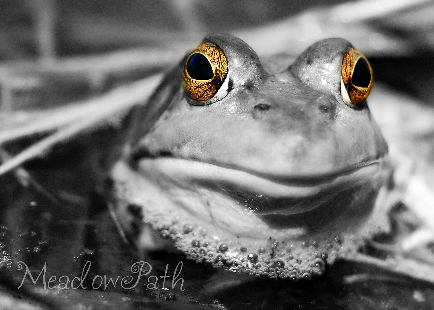 Frog, Black and White, Selective Color, Pond, Fine Art, 5x7 Photo, 'Amber-Eyed'