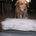 RESERVED FOR DEBBYSCALESNEUMAN Bone Shaped Dog Bed- Blue and White Ticking Pattern