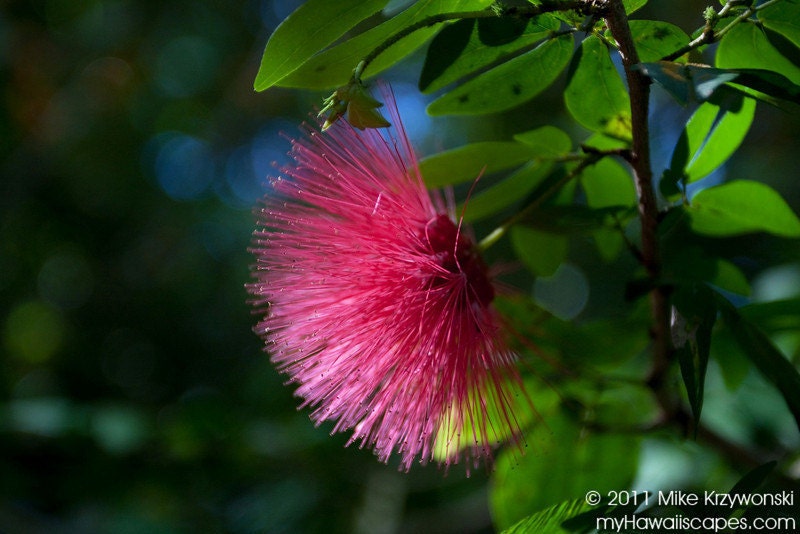 Pink Powderpuff Flower in Hawaii