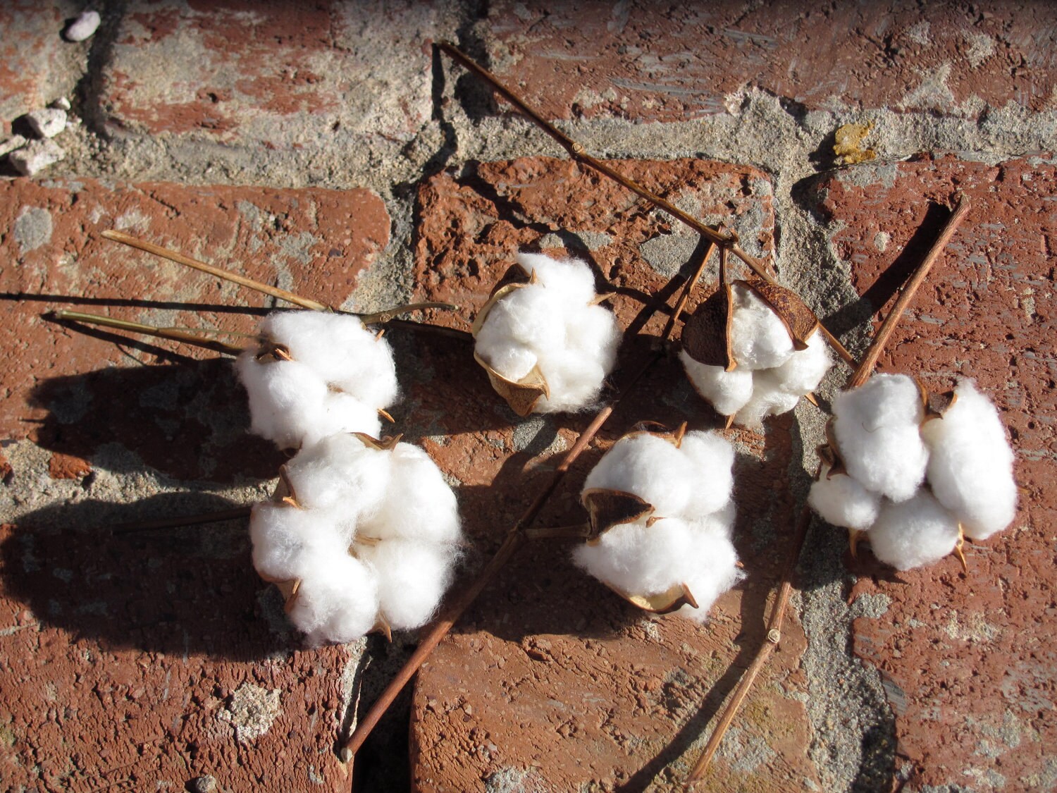 cotton centerpieces