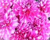 Dahlia