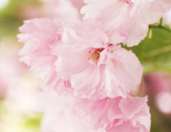 Sakura Blooms