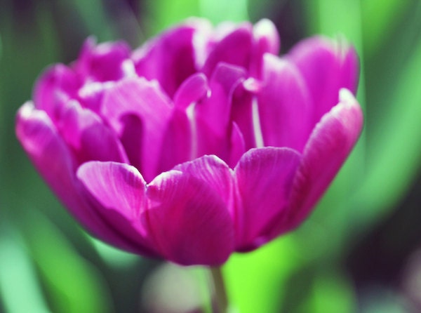 Purple Tulip