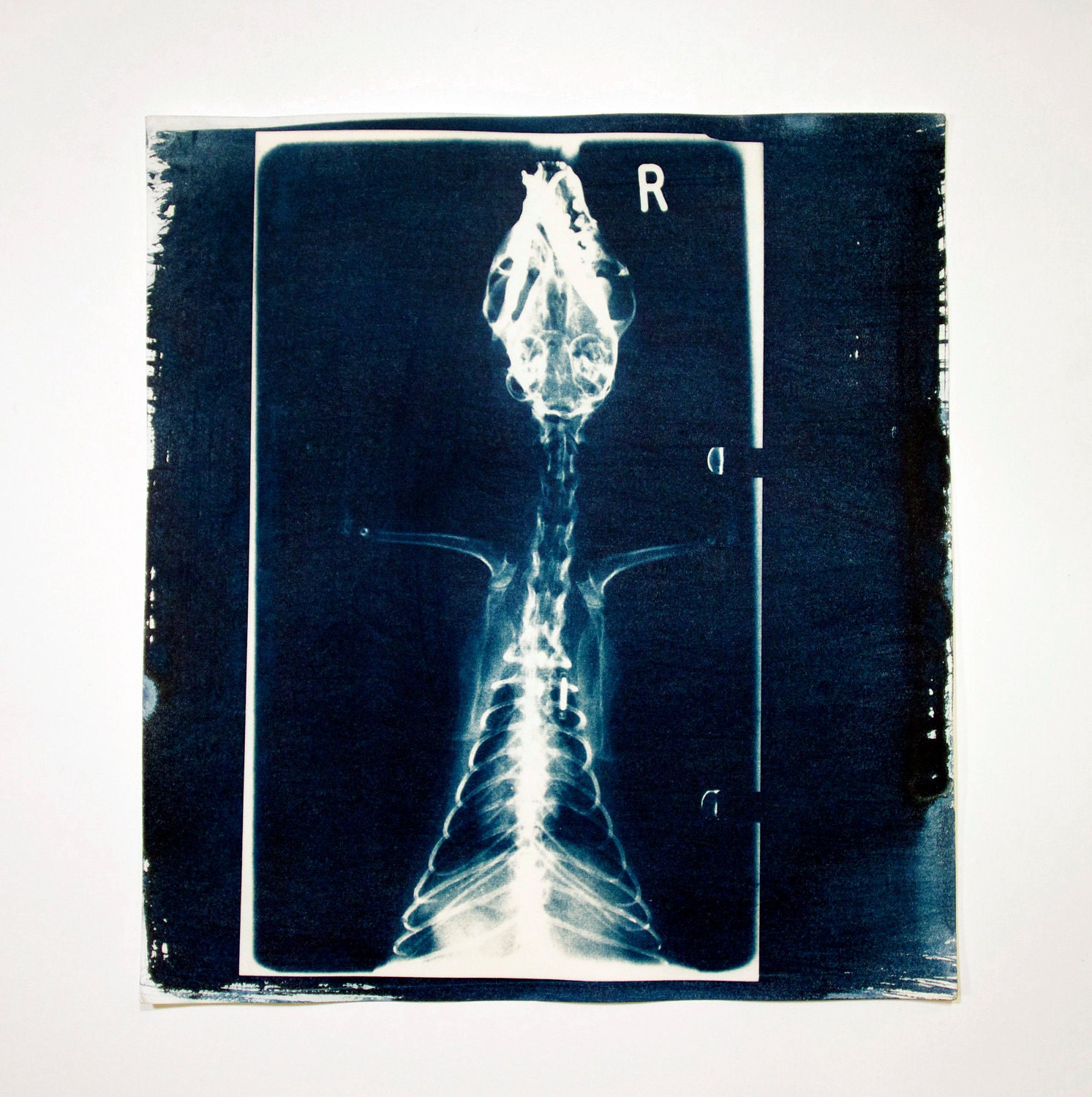 Untitled (X-ray animal skeleton) - a handmade cyanotype from 2011