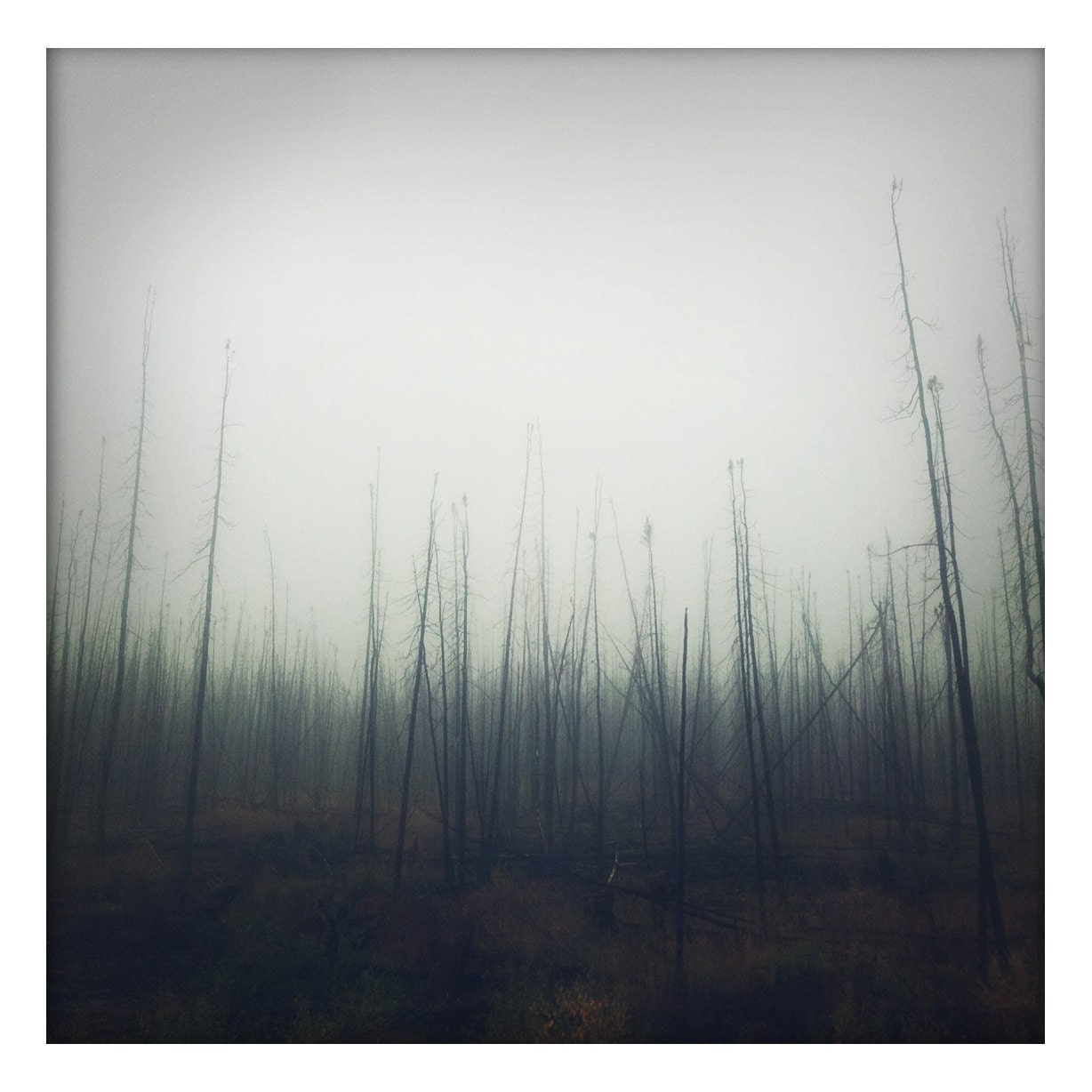 Burned Forest, Elliott Highway, September 2011