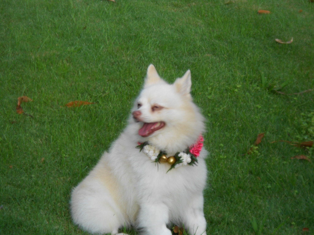 Dog collar for fashion(Hawaiian style)