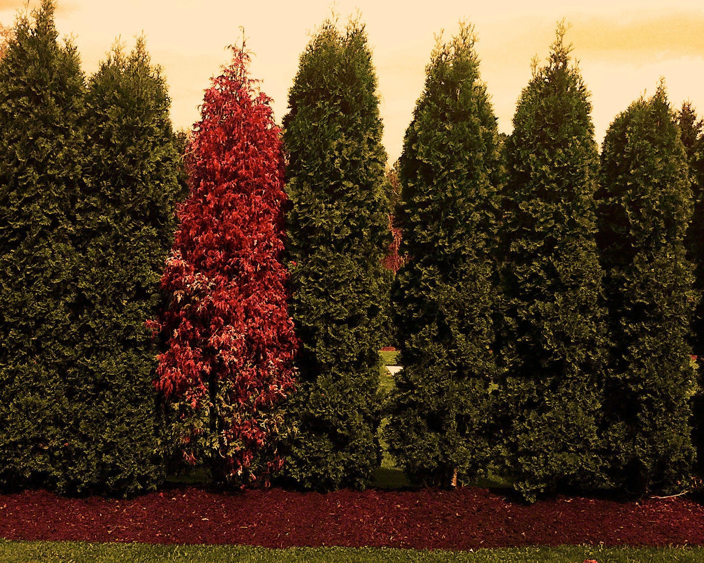 Red Christmas Tree - 5x7 photograph - fine art print - nature photography - christmas artwork - vintage holiday