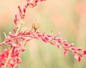 Pretty Pink flowers - 8x10 photograph -  fine art print - vintage - soft light