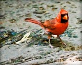 Red Cardinal Photography - 8x10 - bird art -  fine art print - red colorful - nature print - fathers day - nursery art - maybesparrowsplace