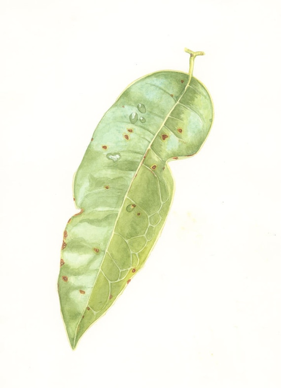 SALE 50% OFF Sourwood Leaf, 5 x 7 Giclée Print of Original Watercolor by Lore Ruttan