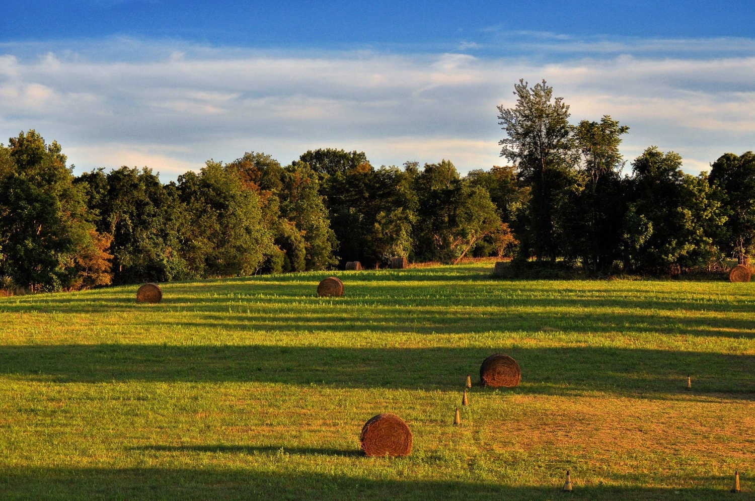 Hay Field