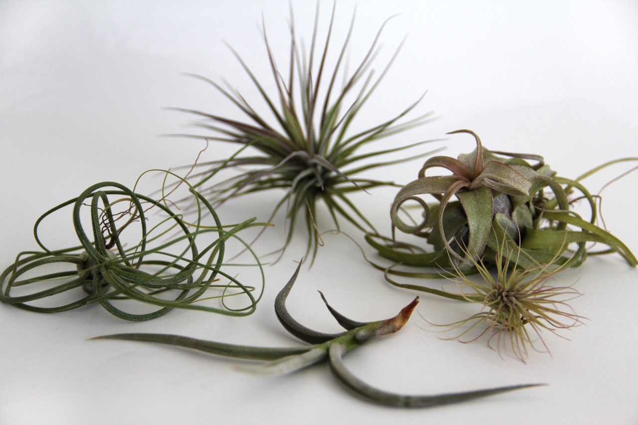 Five Alive - SMALL & MEDIUM Mix - A Curated Selection of Air Plants