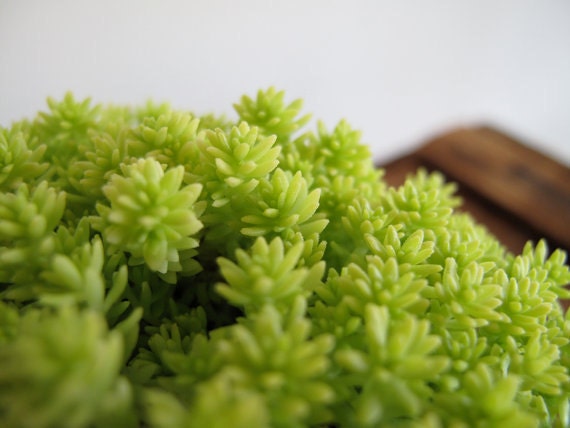 Sedum Yellow Moss