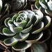Echeveria Blue Rose