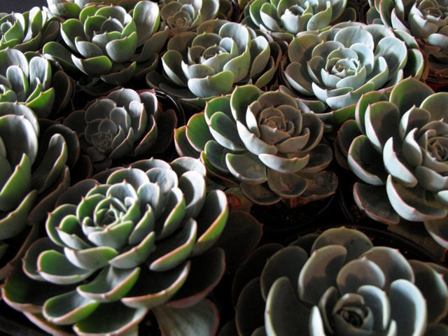 Echeveria Blue Rose