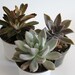 Grab Bag of 3 Succulents