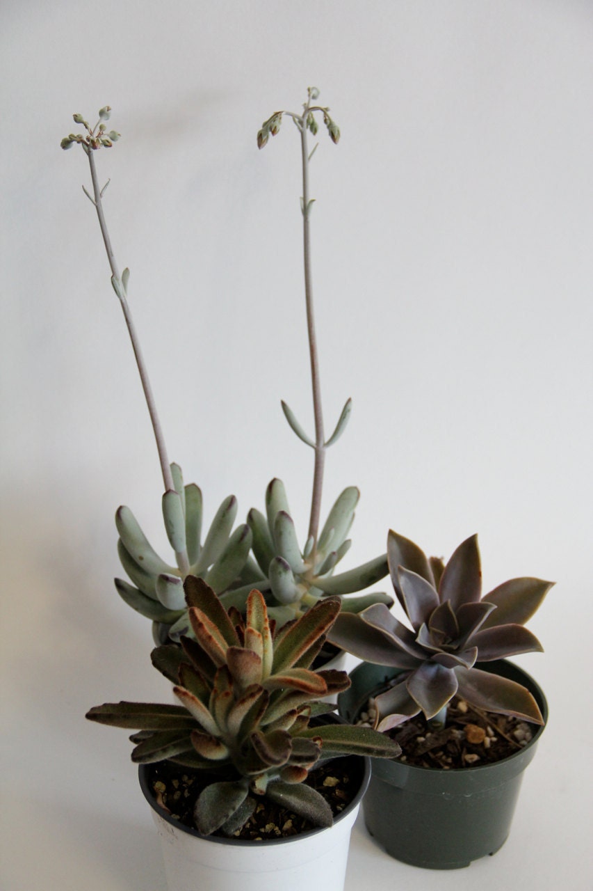 Grab Bag of 3 Succulents