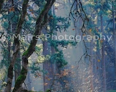 Mist Fog Trees Shafts of Sunlight Early Morning, Fine Art Photography signed matted 5x7 print